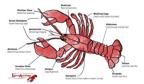alluc the lobster